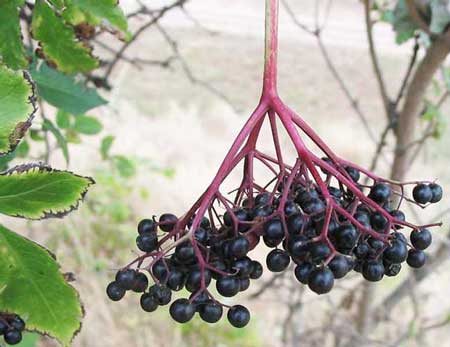 Gaia Black Elderberry (COG)  1 oz
